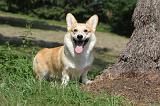 CORGI PEMBROKE 245